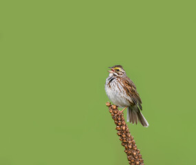 Savannah Sparrow Singing  on Dried Broadleaf Plantain on Green Background 