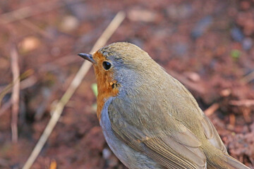 Robin standing on the earth