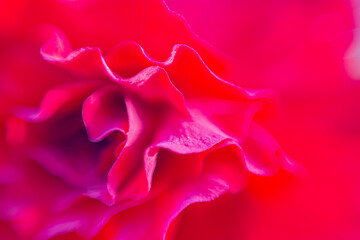 Red rose macro, beauty, tenderness, passion, emotions, romantic background