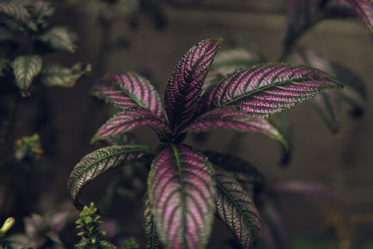 Planta escudo persa