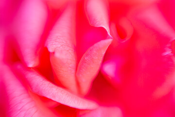 Rose petals macro, pink, red, vivid background, love, sexy, feminine