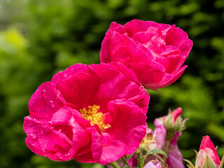 Raindrops on a cultivated ornamental Dog Rose flowering in summertime