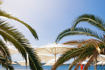 Summer beach vacation, concept. White beach umbrellas and green leaves of palm tree against blue sky on sunny day. Montenegro,  Adriatic Sea, Kotor Bay