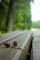 on the bench is a tree branch