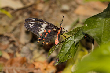Red butterfly siting on green hibiscus leaf