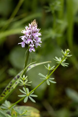 Heath Spotted Orchid (Dactylorhiza maculata ericetorum) flowering in summer