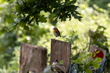 Robin standing on a wooden fence post