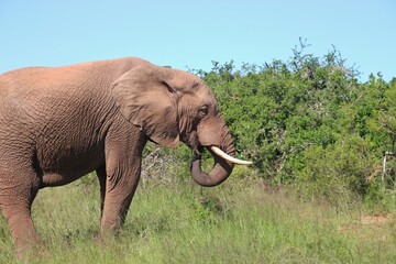 Fototapeta na wymiar Portrait an Elephant in the Addo Elephant National Park, near Port Elizabeth. South Africa, Africa.