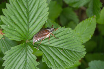May beetle Melolontha melolontha with black head and eyes, brown wings and antennae, with striped fluffy belly sitting on juicy green strawberry leaf and eating it in forest on background of foliage