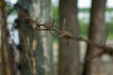 barbed wire fence in spring weather