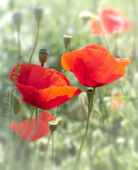 Fototapeta premium Field of Poppy Flowers