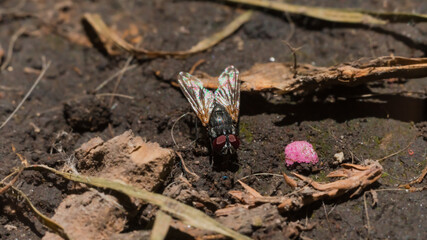 Photograph of a fly standing in the garden illuminated by the rays of the sun
