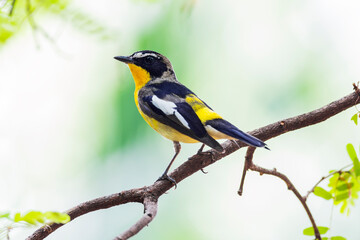 ycatcher, Korean flycatcher or tricolor flycatcher (Ficedula zanthopygia)