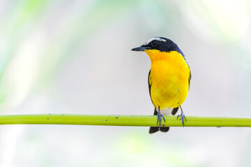 ycatcher, Korean flycatcher or tricolor flycatcher (Ficedula zanthopygia)