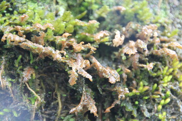 nature seen up close