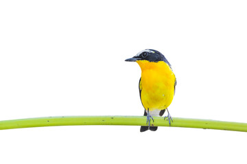 The yellow-rumped flycatcher, Korean flycatcher or tricolor flycatcher