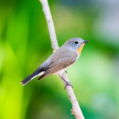 Taiga Flycatcher or Red-throated Flycatcher (Ficedula albicilla)