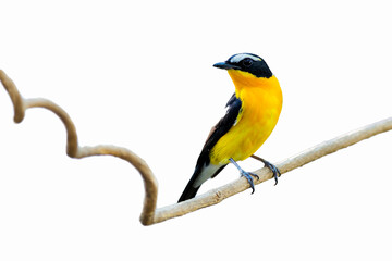 The yellow-rumped flycatcher, Korean flycatcher or tricolor flycatcher