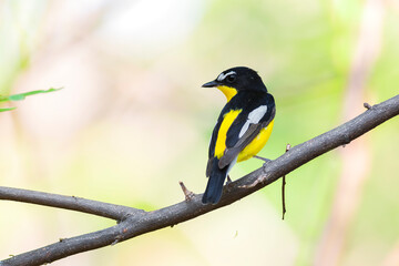 ycatcher, Korean flycatcher or tricolor flycatcher (Ficedula zanthopygia)