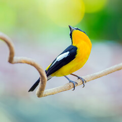 ycatcher, Korean flycatcher or tricolor flycatcher (Ficedula zanthopygia)