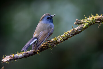 The rufous-gorgeted flycatcher is a species of bird in the family Muscicapidae.
