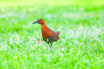 The slaty-legged crake or banded crake (Rallina eurizonoides) is a waterbird in the rail and crake family, Rallidae.

