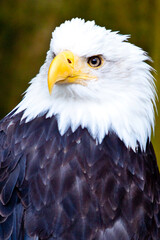 american bald eagle