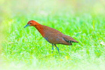 The slaty-legged crake or banded crake (Rallina eurizonoides) is a waterbird in the rail and crake family, Rallidae.

