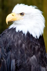 Foto op Plexiglas american bald eagle © Derek