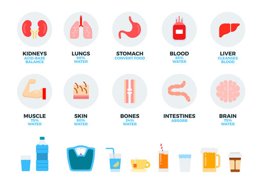 Parts of the human body and internal organs, water and drinks vector illustration in a flat design.
