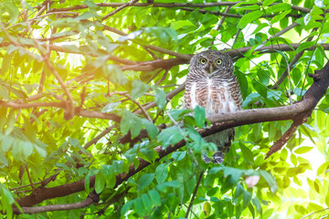 The Asian barred owlet (Glaucidium cuculoides) is a species of true owl