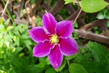 Clematis