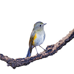 Red-flanked Bluetail, Orange-flanked Bush Robin, Bluestart isolate on white