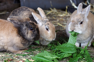 drei kleine kaninchen fressen l&ouml;wenzahn
