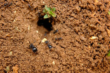 anthill in the meadow with ants at work