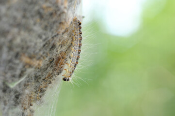 Eichenprozessionsspinner mit Brennhaaren auf Nest