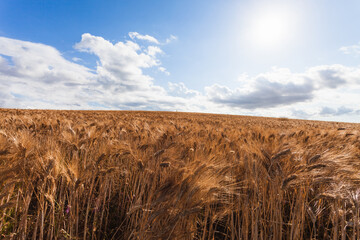 Wheat field at sunset in the Spanish countryside in spring. Selective focus.