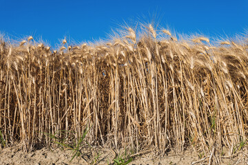 Wheat field at sunset in the Spanish countryside in spring. Selective focus.