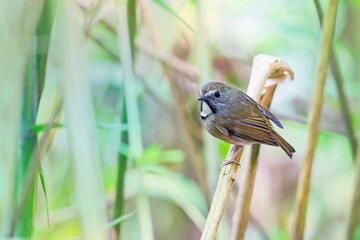 white-gorgeted flycatcher (Anthipes monileger)