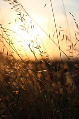 Le Mesole Cavallino (VE) - Tramonto