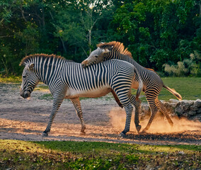 zebra in the wild