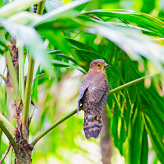 Hodgson's Hawk Cuckoo
