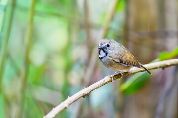 white-gorgeted flycatcher (Anthipes monileger)