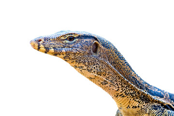 Asian water monitor (Varanus salvator) isolate on white