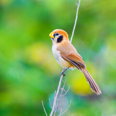 Spot-breasted Parrotbill (Paradoxornis guttaticollis)