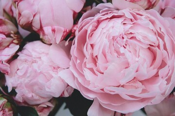 Peonies