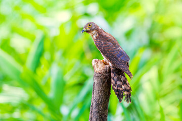 Hodgson's hawk-cuckoo (Hierococcyx nisicolor)