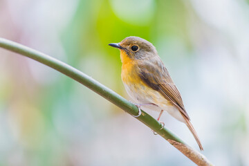 Female of Muscicapa ferruginea (Ferruginous Flycatcher)