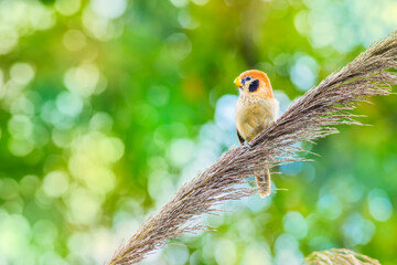 Spot-breasted Parrotbill (Paradoxornis guttaticollis)