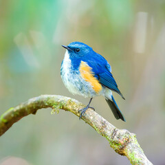 Red-flanked Bluetail, Orange-flanked Bush Robin, Bluestart
